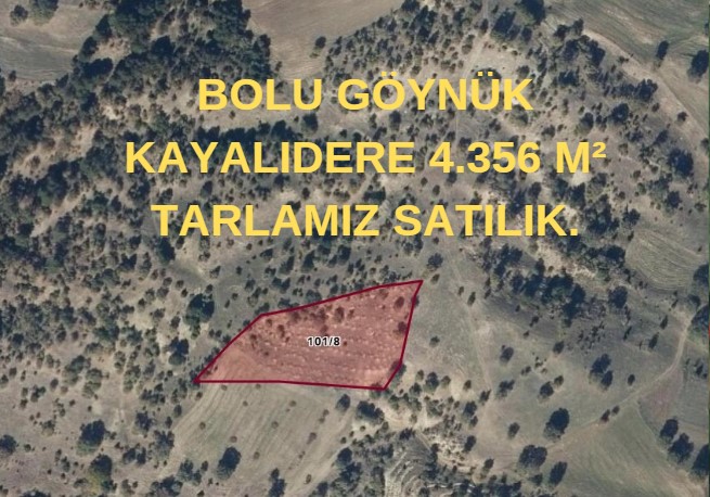 BOLU GÖYNÜK KAYALIDERE 4.356 M² TARLAMIZ SATILIK. - BOLU GÖYNÜK fotoğraf 6